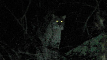 A night shot of a bobcat in the brush