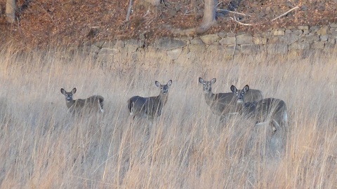 A herd of deer in the tall grass