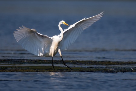 A Great Egret standing in the marshlands with wings spread