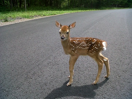 A fawn standing alone in the road