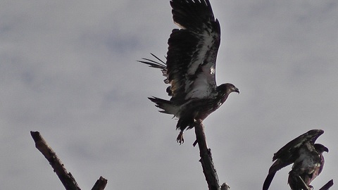 A hawk in flight