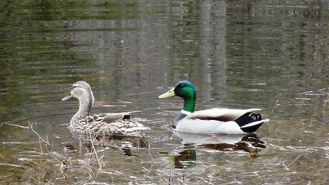 A pair of mallard ducks swimming